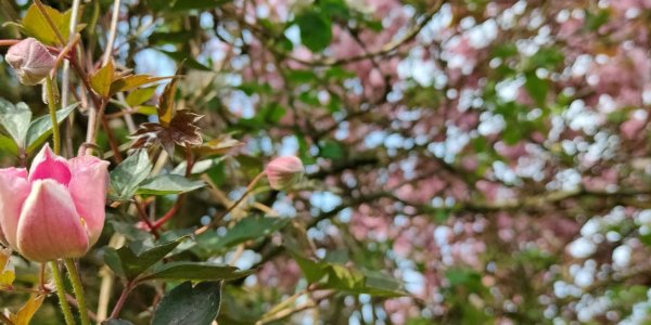 cherry_blossom_acupuncture