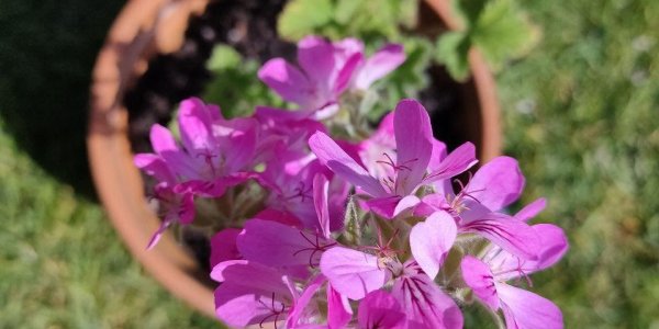 rose-geranium-acupuncture rose-geranium-acupuncture
