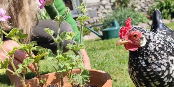 rose_geranium_chickens_acupuncture