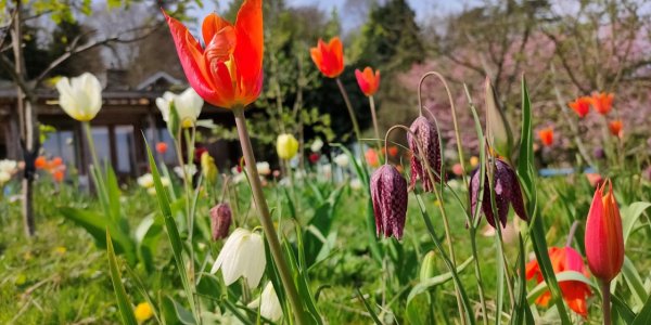 tulips_acupuncture tulips_acupuncture